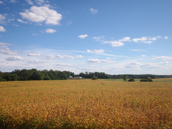 Field